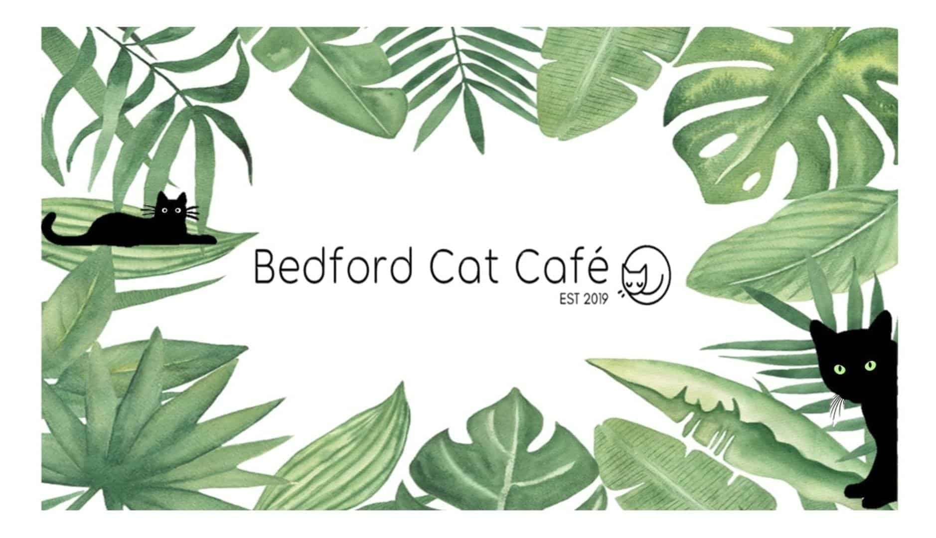 Bedford Cat Cafe The Bedford Guide 2024