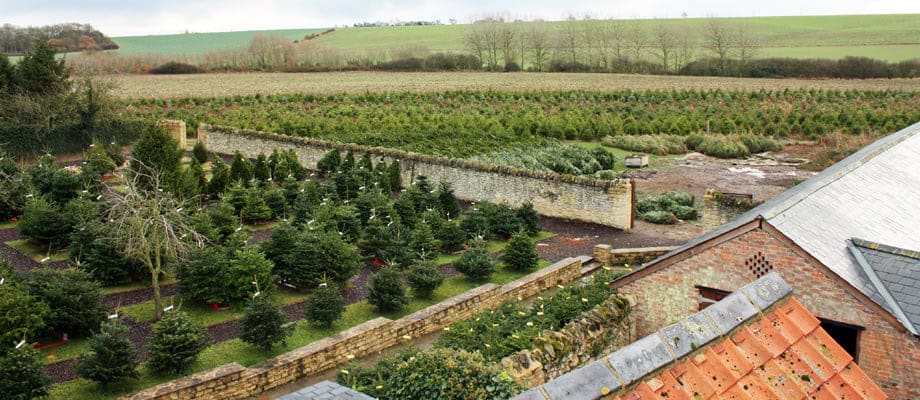 Where to find real Christmas trees in Bedford