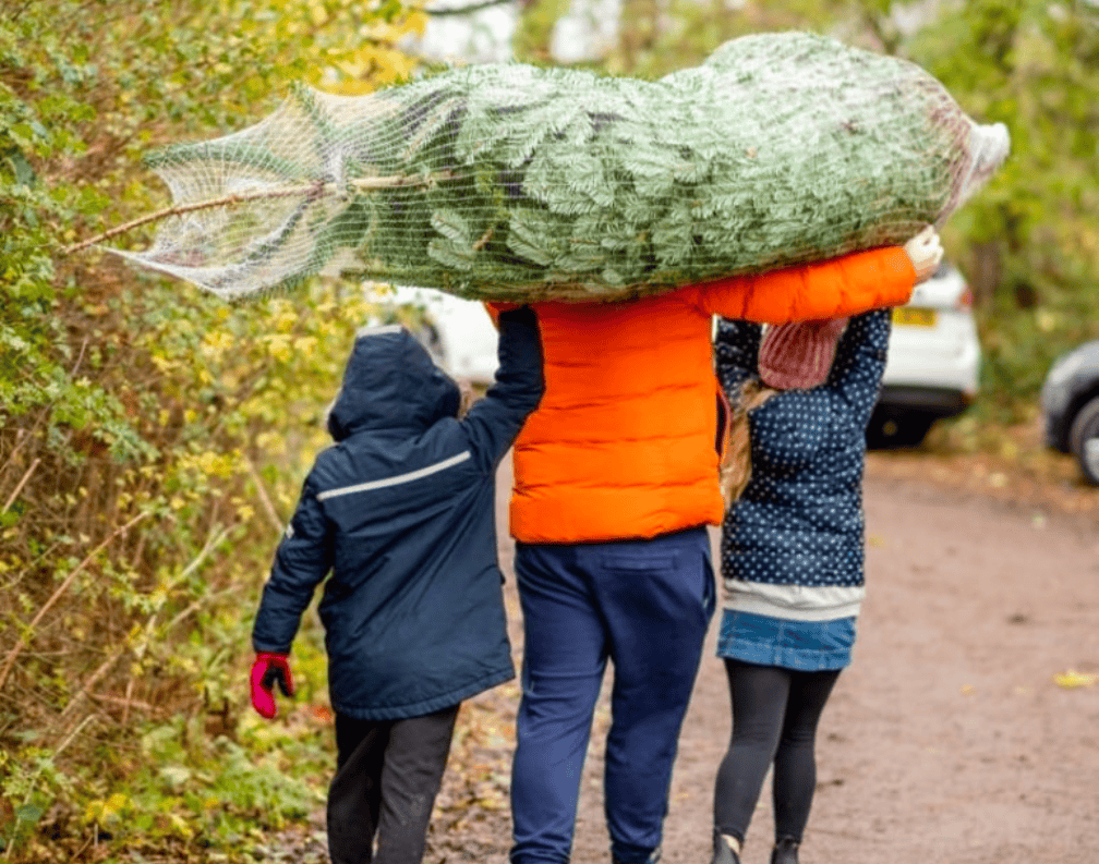 Where to find real Christmas trees in Bedford