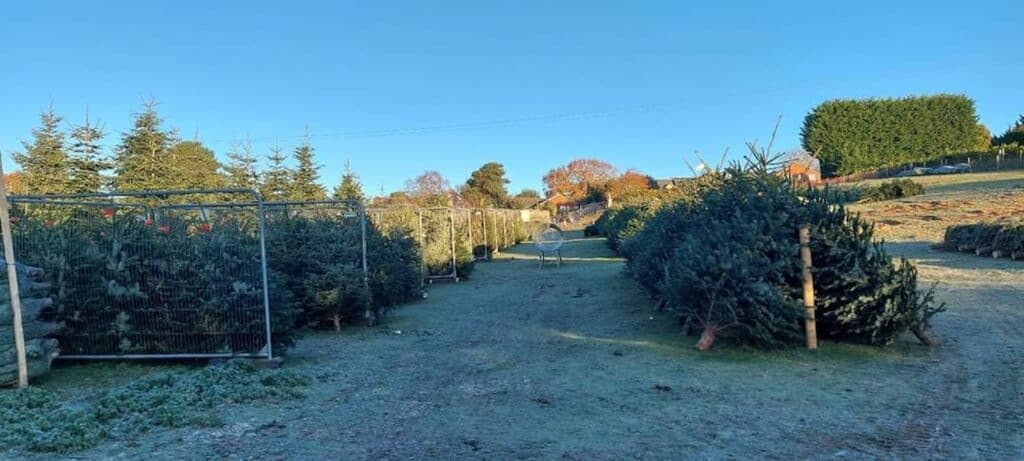 Where to find real Christmas trees in Bedford