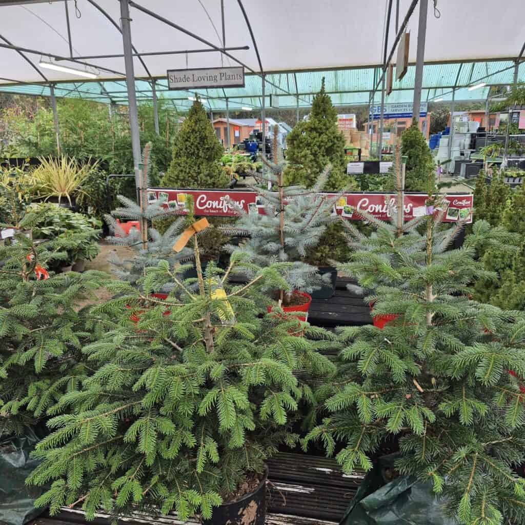 Where to find real Christmas trees in Bedford