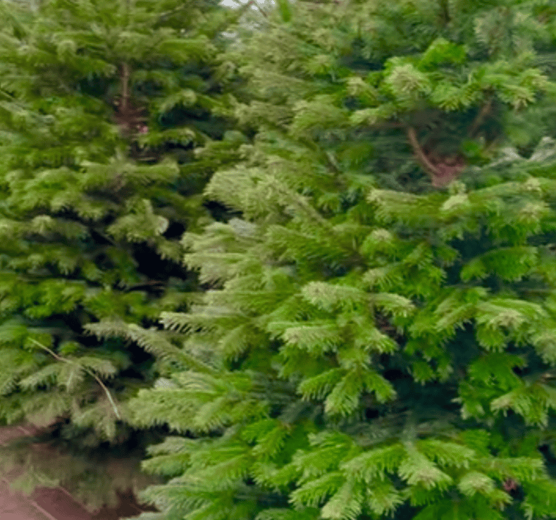 Where to find real Christmas trees in Bedford